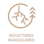 Inductores Radiculares